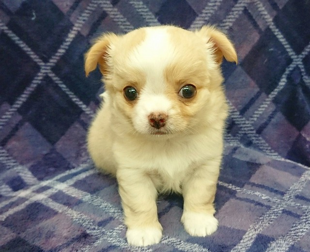 ピックアップ ペッツマックス唐津店 | 2ページ目 | 唐津ケンネル｜犬